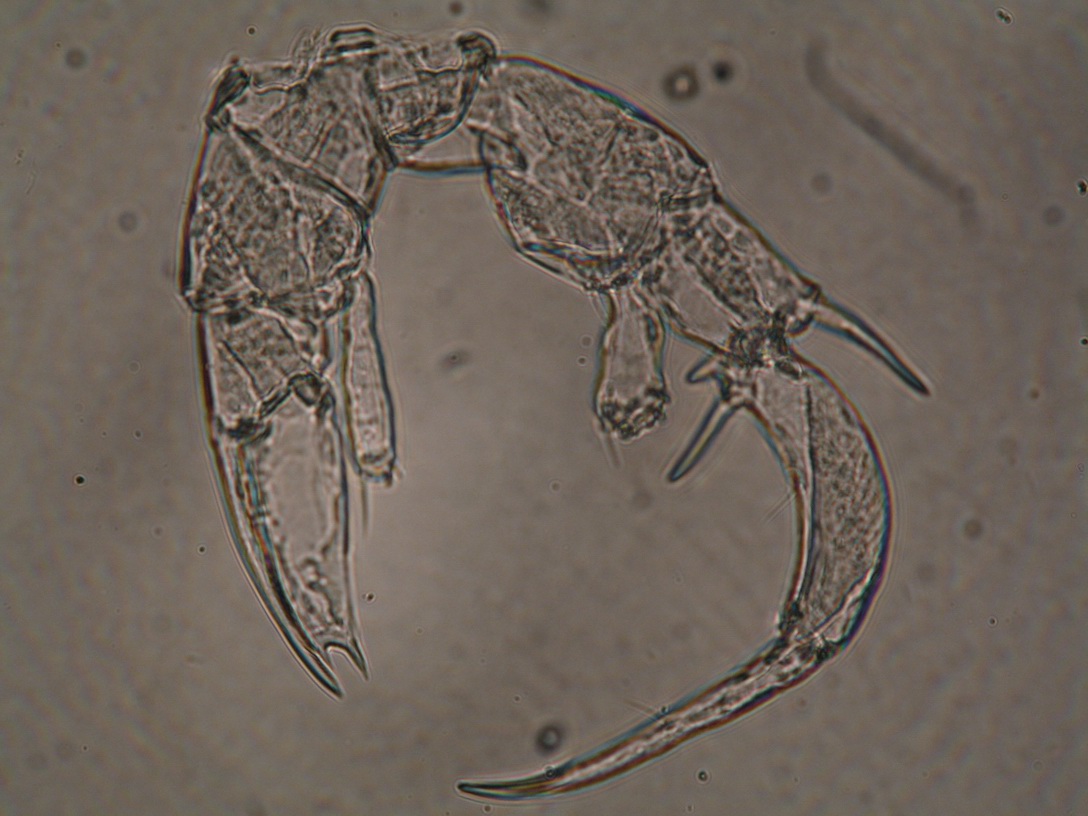 calanipeda aquaedulcis
